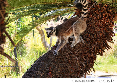 Ring-tailed lemur climbing a cycad tree at the Japan Monkey Center Ring-tailed lemur climbing a cycad tree at the Japan Monkey Center 78245012