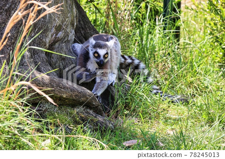Ring-tailed lemur in the grass of the Japan Monkey Center Ring-tailed lemur in the grass of the Japan Monkey Center 78245013