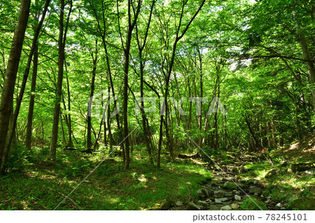 那須鹽原的森林風光 78245101