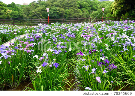 東海市禦池公園的鳶尾花 東海市禦池公園的鳶尾花 78245669