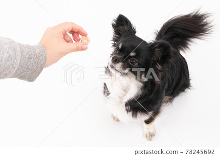 黑色長外套奇瓦瓦從主人那裡得到一個男人 黑色長外套奇瓦瓦從主人那裡得到一個男人 78245692