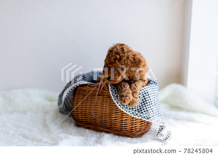 Puppy toy poodle Puppy toy poodle 78245804
