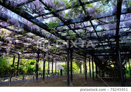 Wisteria trellis 78245951