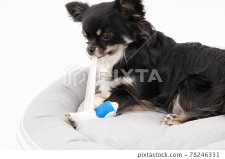 Long coat Chihuahua who hates bandages on the bed Long coat Chihuahua who hates bandages on the bed 78246331