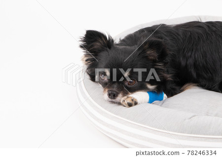 Long-haired Chihuahua bandaged on a dog bed 78246334