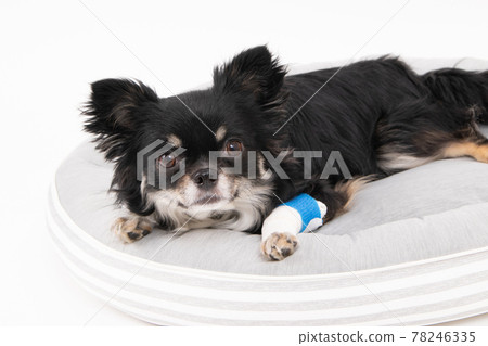 Long-haired Chihuahua bandaged on a dog bed 78246335