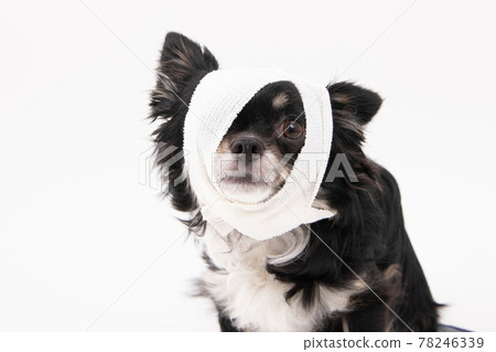 Black long coat Chihuahua with a bandage on the head Black long coat Chihuahua with a bandage on the head 78246339