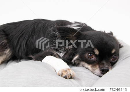 Long-haired Chihuahua bandaged on a dog bed 78246343