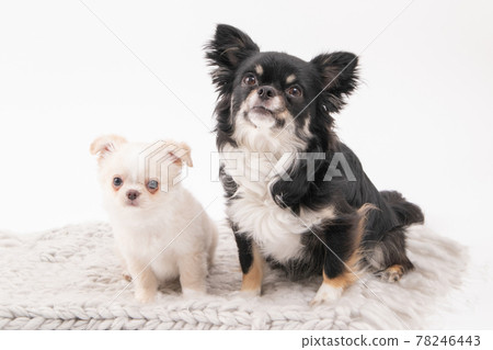 White and young Chihuahua and black and big Chihuahua 78246443