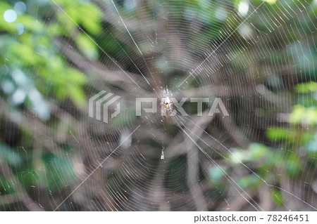 Araneidae Araneidae 78246451