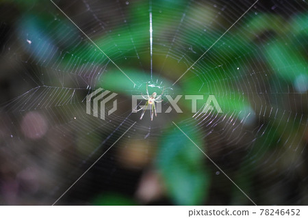 Araneidae Araneidae 78246452