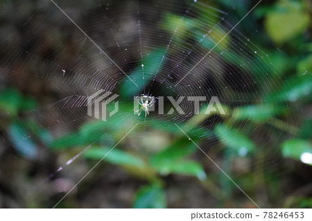 Araneidae Araneidae 78246453