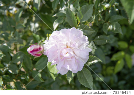 藏王乳業中心 Rosa Odrata 內的玫瑰園 藏王乳業中心 Rosa Odrata 內的玫瑰園 78246454