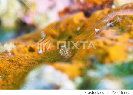 石垣島裸鰓亞目裸鰓亞目第 2 部分 石垣島裸鰓亞目裸鰓亞目第 2 部分 78246552