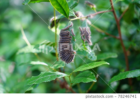 Flock of tea tussock moth larvae Flock of tea tussock moth larvae 78246741