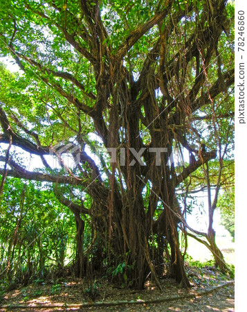 Okinawa banyan tree 78246860