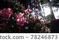 Azaleas in the spotlight 78246873