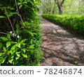 Green walking path 78246874