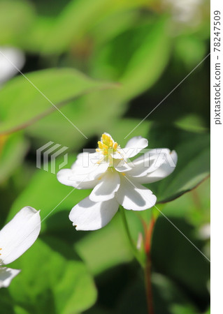 Yae dokudami flowers Yae dokudami flowers 78247509