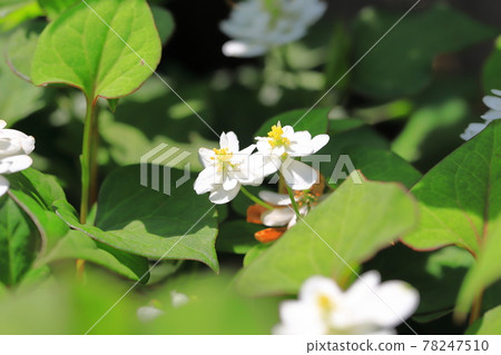 Yae dokudami flowers Yae dokudami flowers 78247510