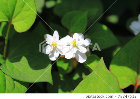 Yae dokudami flowers Yae dokudami flowers 78247512