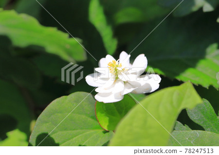 Yae dokudami flowers Yae dokudami flowers 78247513