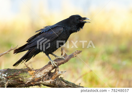 Common raven calling on wood in springtime nature Common raven calling on wood in springtime nature 78248037