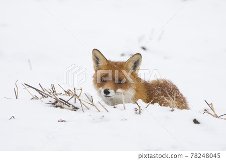 Interested red fox lying on a field covered with white snow in winter Interested red fox lying on a field covered with white snow in winter 78248045