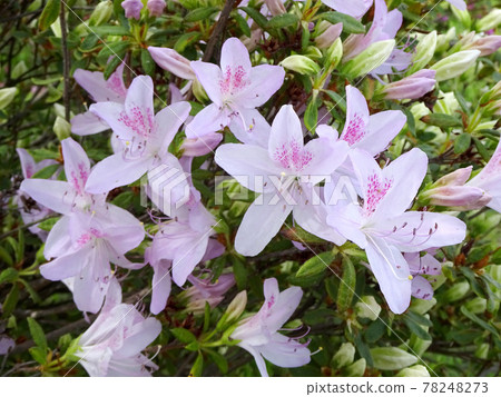 Ezo Yamatsutsuji Ezoyama 躅 Yamatsutsuji 78248273