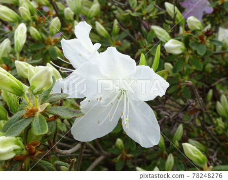 Ezo Yamatsutsuji Ezoyama 躅 Yamatsutsuji 78248276