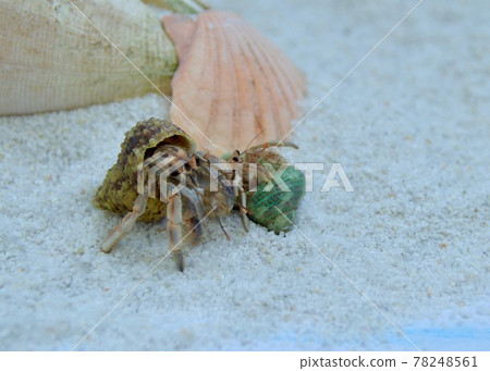 南海沙灘 Coenobita 南海沙灘 Coenobita 78248561