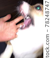 瓜瓦 78248747