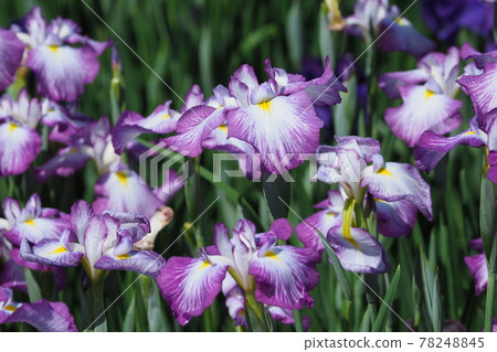 Iris Iris 78248845
