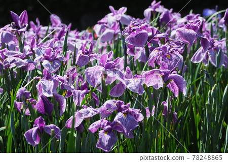 Iris Iris 78248865