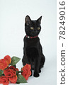 玫瑰和黑貓 78249016