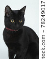 黑貓 78249017