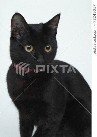 黑貓 78249017