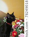 新年快樂和黑貓 78249018