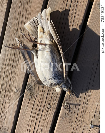 撞到窗玻璃暈倒的畫眉 撞到窗玻璃暈倒的畫眉 78249124