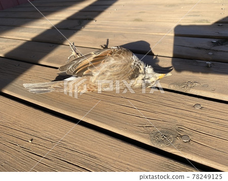 Thrush who fainted when he hit the window glass Thrush who fainted when he hit the window glass 78249125