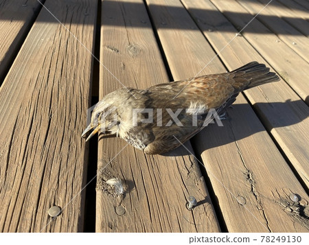 Thrush who fainted when he hit the window glass Thrush who fainted when he hit the window glass 78249130