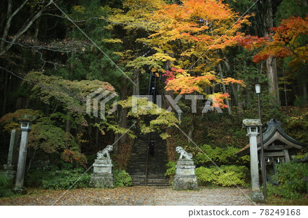 Autumn leaves Togakushi Shrine 78249168