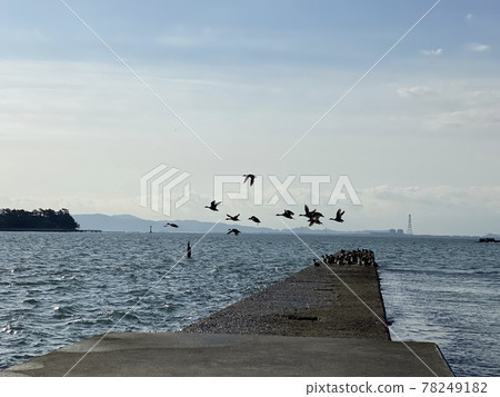 Birds taking off on the shore Birds taking off on the shore 78249182