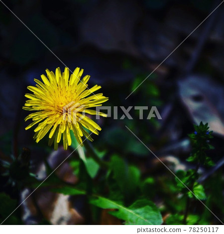 A powerfully blooming single dandelion A powerfully blooming single dandelion 78250117