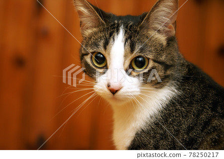Attentive Housecat Attentive Housecat 78250217