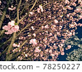 夜晚的櫻花，粉紅色 78250227