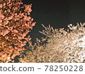 夜櫻，兩種顏色 78250228