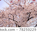 櫻花，中午，盛開 78250229