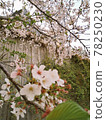 櫻花盛開 78250230