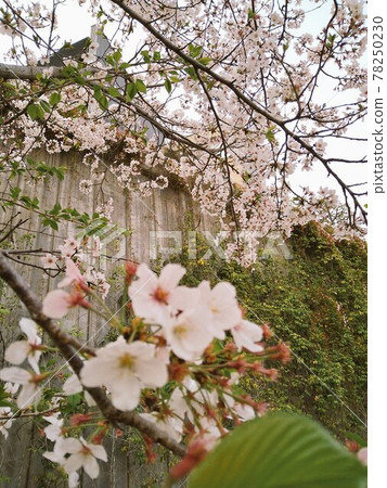 櫻花盛開 櫻花盛開 78250230